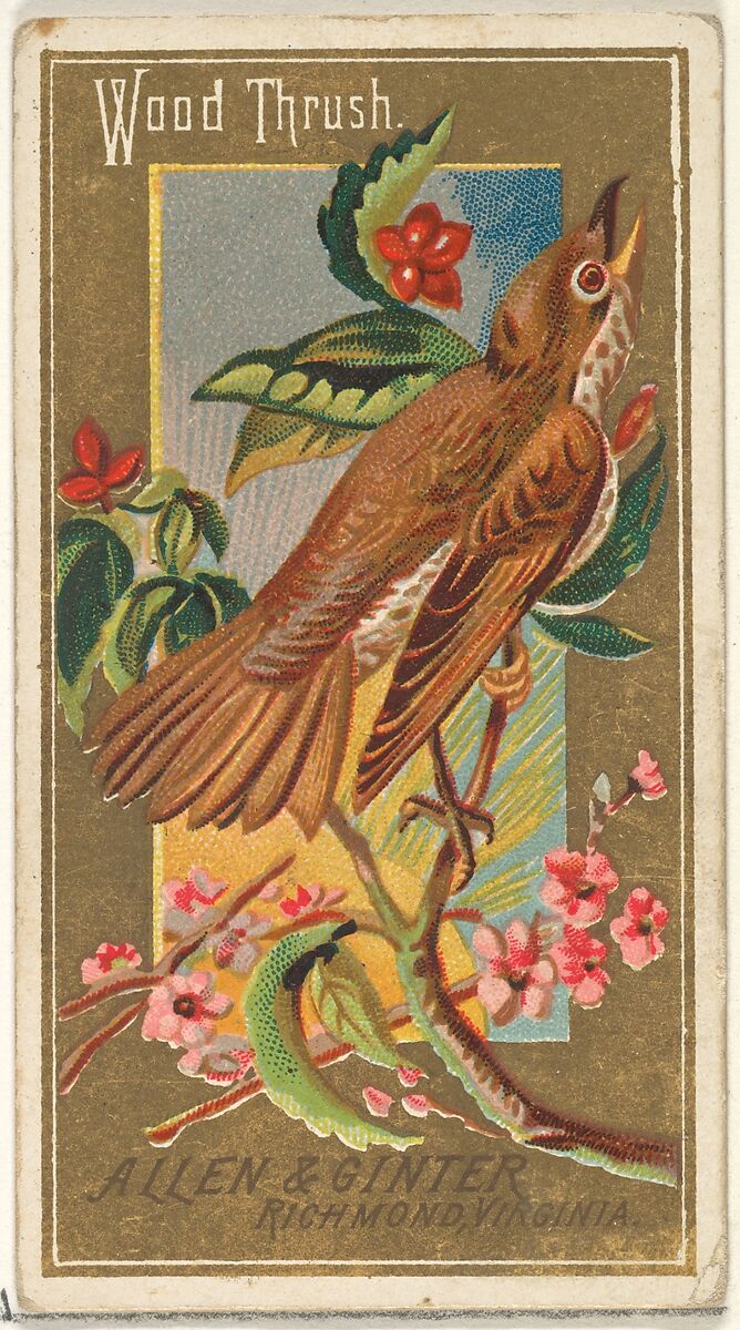 Wood Thrush, from the Birds of America series (N4) for Allen & Ginter Cigarettes Brands, Issued by Allen &amp; Ginter (American, Richmond, Virginia), Commercial color lithograph 