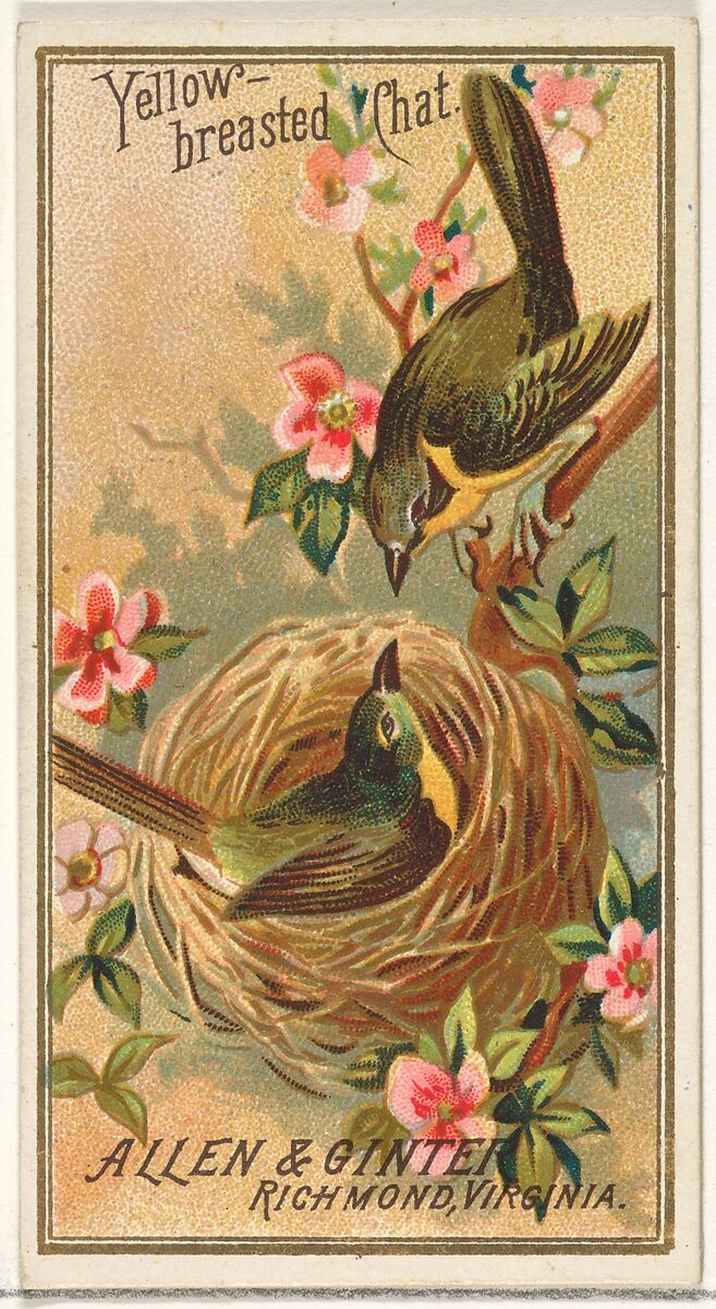 Yellow-breasted Chat, from the Birds of America series (N4) for Allen & Ginter Cigarettes Brands, Issued by Allen &amp; Ginter (American, Richmond, Virginia), Commercial color lithograph 