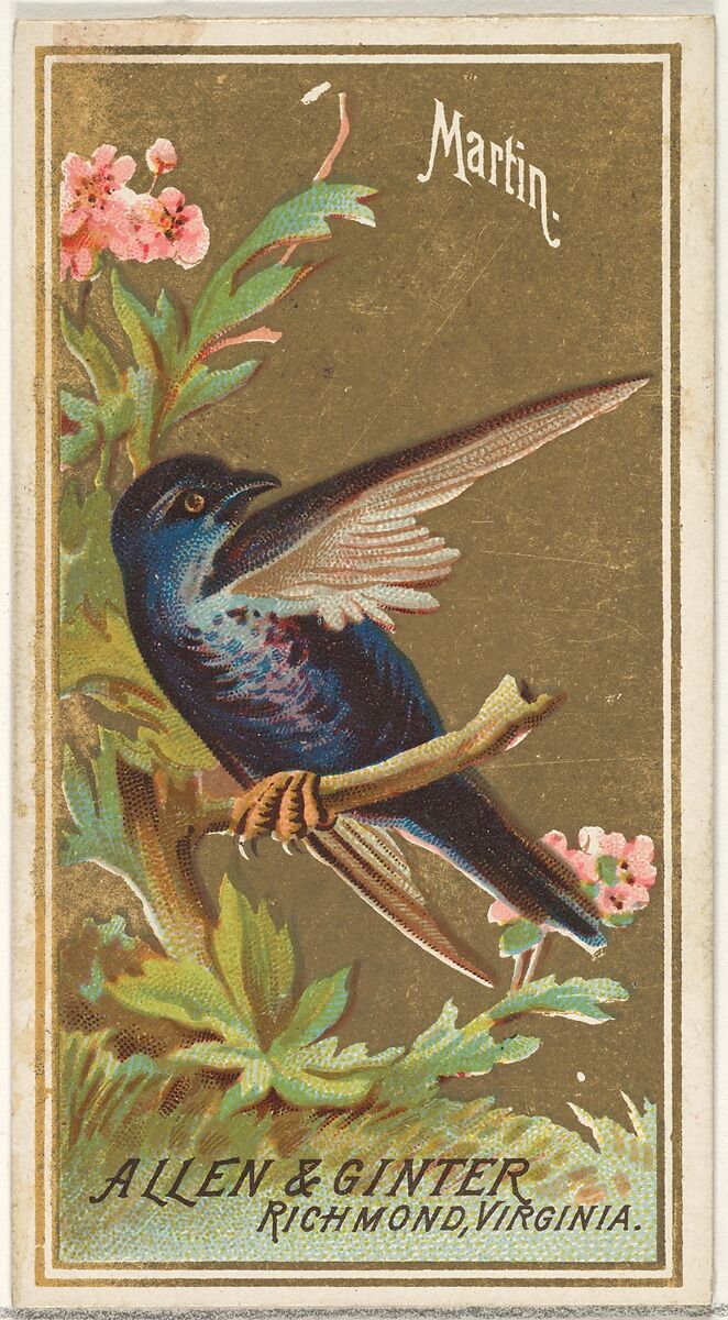 Martin, from the Birds of America series (N4) for Allen & Ginter Cigarettes Brands, Issued by Allen &amp; Ginter (American, Richmond, Virginia), Commercial color lithograph 