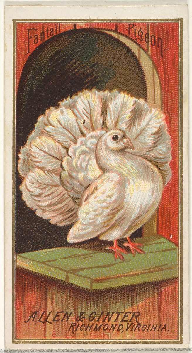 Fantail Pigeon, from the Birds of America series (N4) for Allen & Ginter Cigarettes Brands, Issued by Allen &amp; Ginter (American, Richmond, Virginia), Commercial color lithograph 