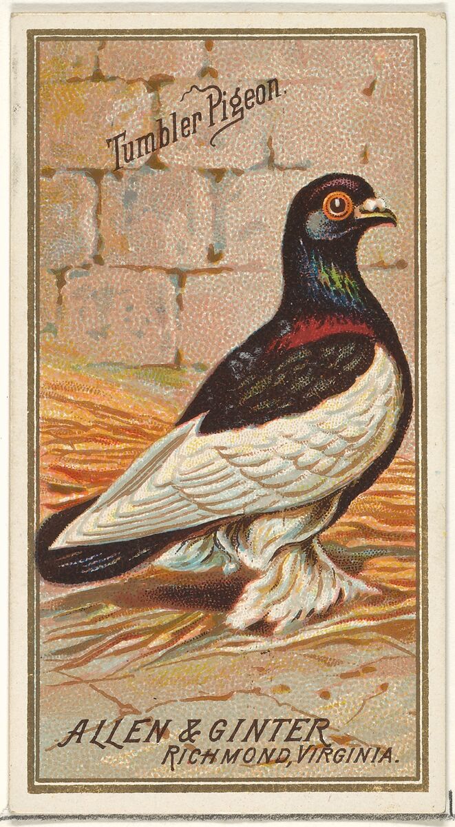 Tumbler Pigeon, from the Birds of America series (N4) for Allen & Ginter Cigarettes Brands, Issued by Allen &amp; Ginter (American, Richmond, Virginia), Commercial color lithograph 