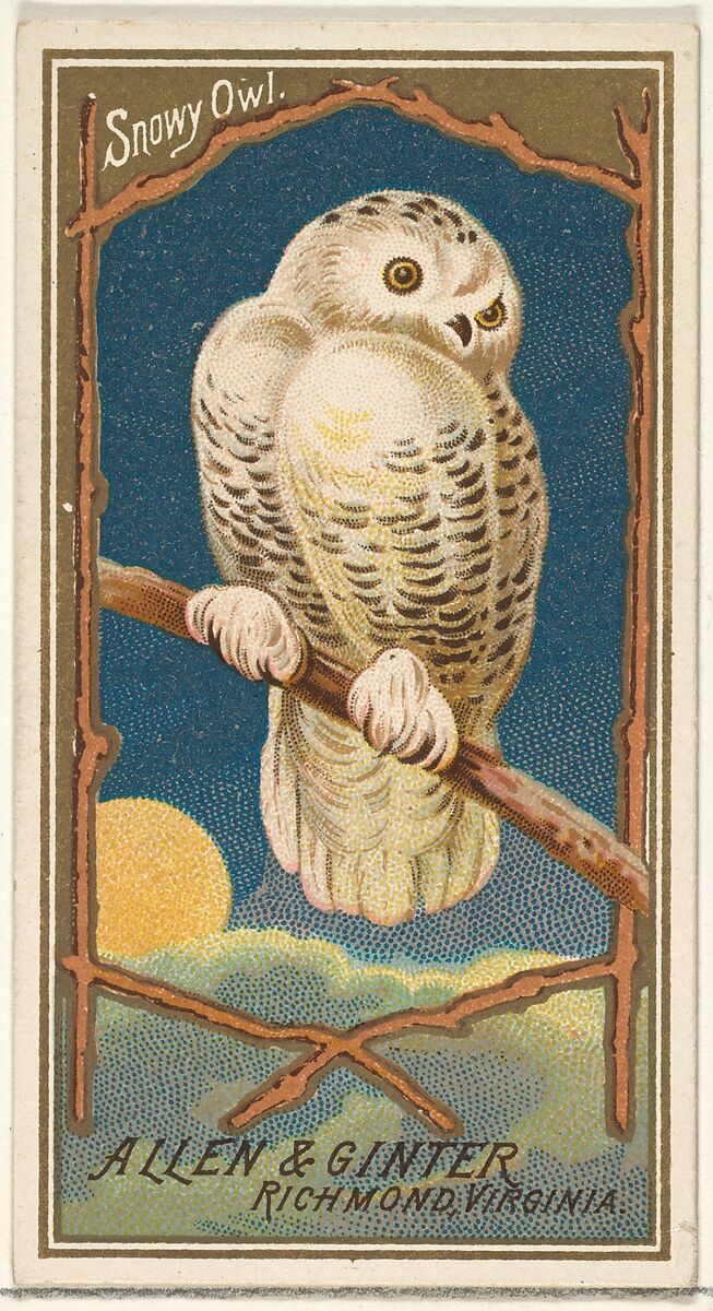 Snowy Owl, from the Birds of America series (N4) for Allen & Ginter Cigarettes Brands, Issued by Allen &amp; Ginter (American, Richmond, Virginia), Commercial color lithograph 