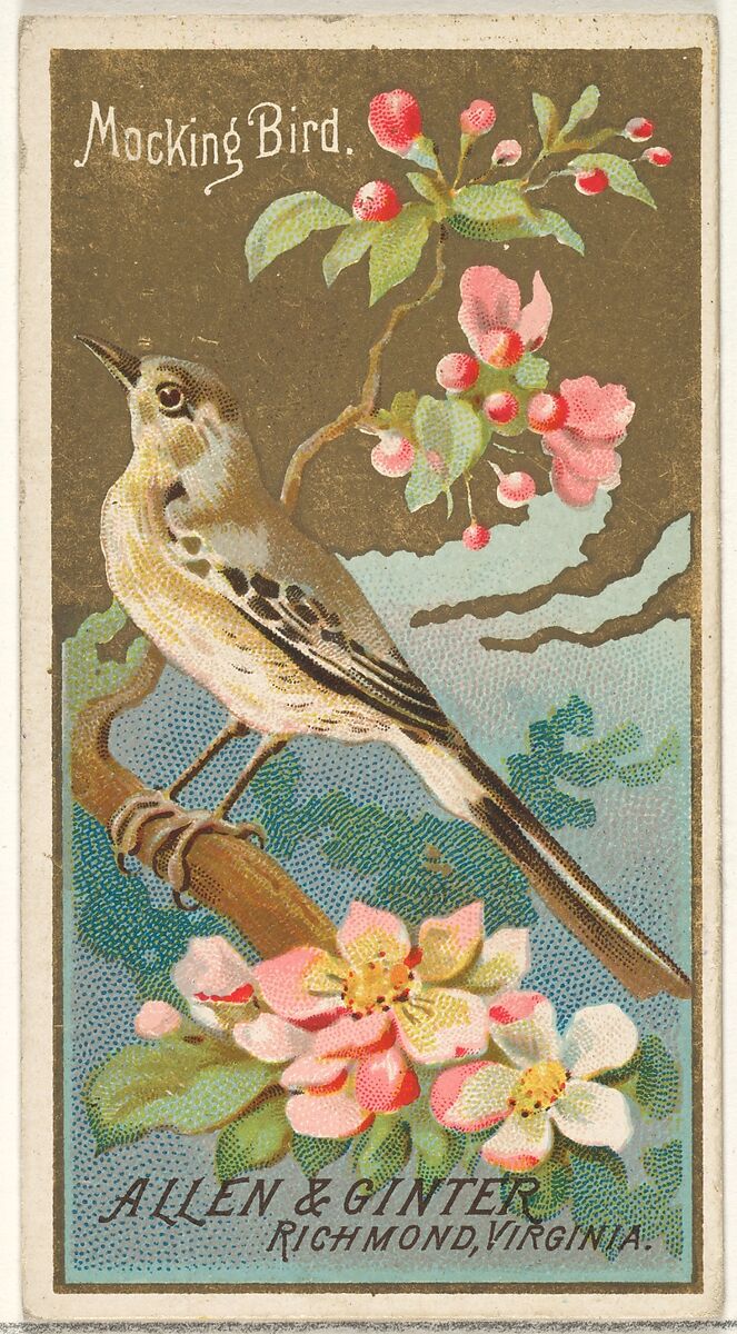 Mockingbird, from the Birds of America series (N4) for Allen & Ginter Cigarettes Brands, Issued by Allen &amp; Ginter (American, Richmond, Virginia), Commercial color lithograph 