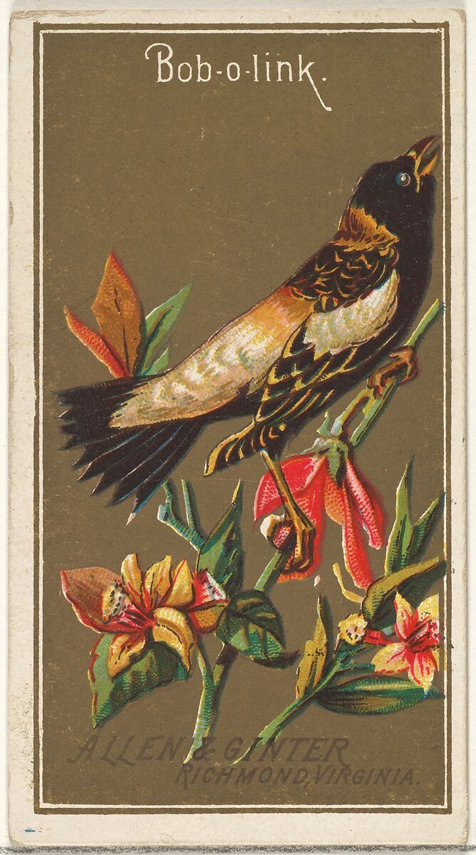 Bob-o-link, from the Birds of America series (N4) for Allen & Ginter Cigarettes Brands, Issued by Allen &amp; Ginter (American, Richmond, Virginia), Commercial color lithograph 
