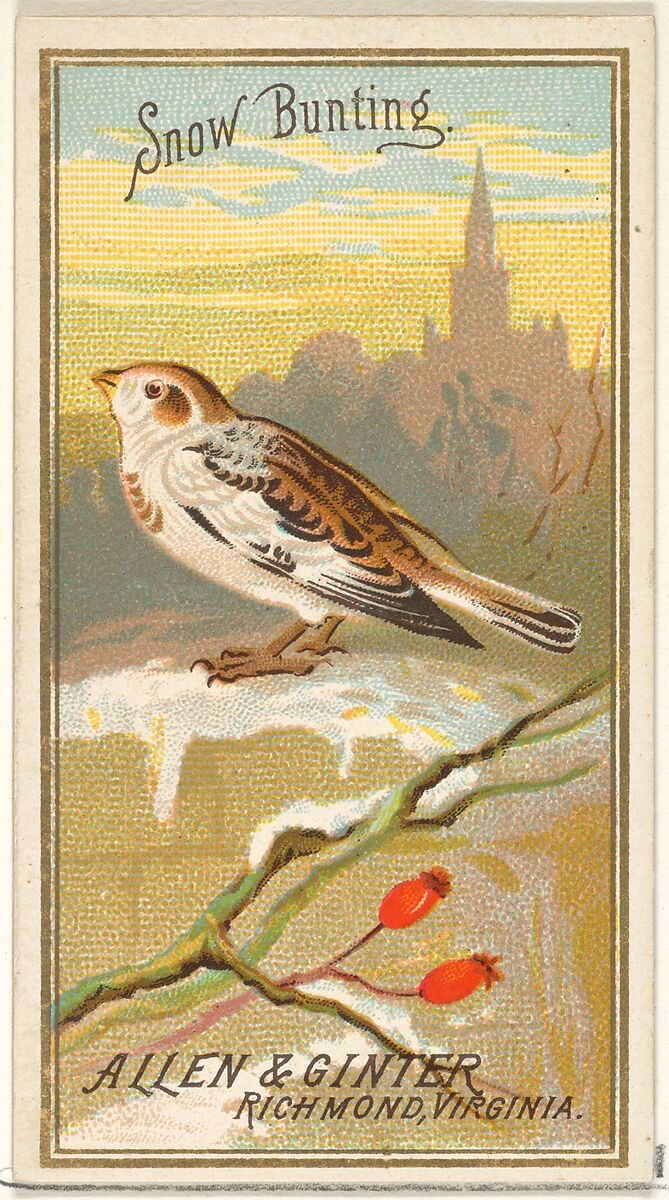 Snow Bunting, from the Birds of America series (N4) for Allen & Ginter Cigarettes Brands, Issued by Allen &amp; Ginter (American, Richmond, Virginia), Commercial color lithograph 