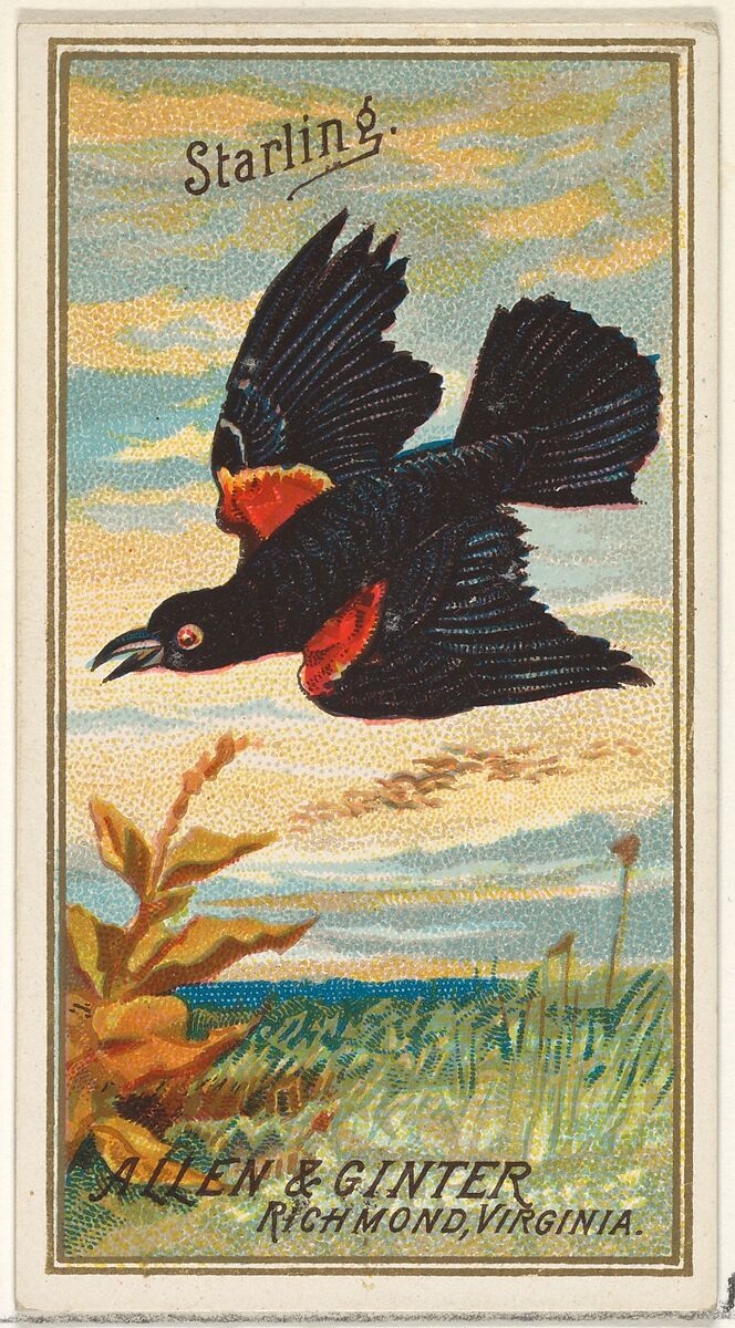 Starling, from the Birds of America series (N4) for Allen & Ginter Cigarettes Brands, Issued by Allen &amp; Ginter (American, Richmond, Virginia), Commercial color lithograph 