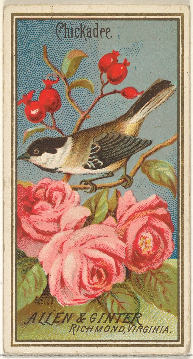 Chickadee, from the Birds of America series (N4) for Allen & Ginter Cigarettes Brands, Issued by Allen &amp; Ginter (American, Richmond, Virginia), Commercial color lithograph 