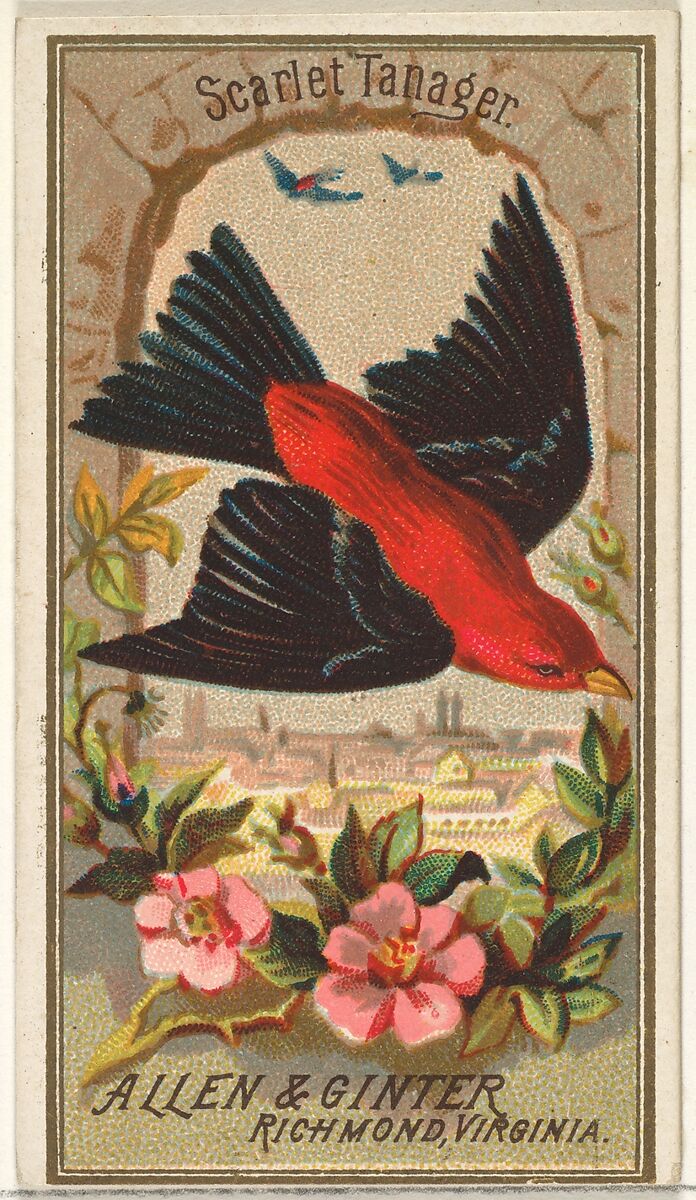 Scarlet Tanager, from the Birds of America series (N4) for Allen & Ginter Cigarettes Brands, Issued by Allen &amp; Ginter (American, Richmond, Virginia), Commercial color lithograph 