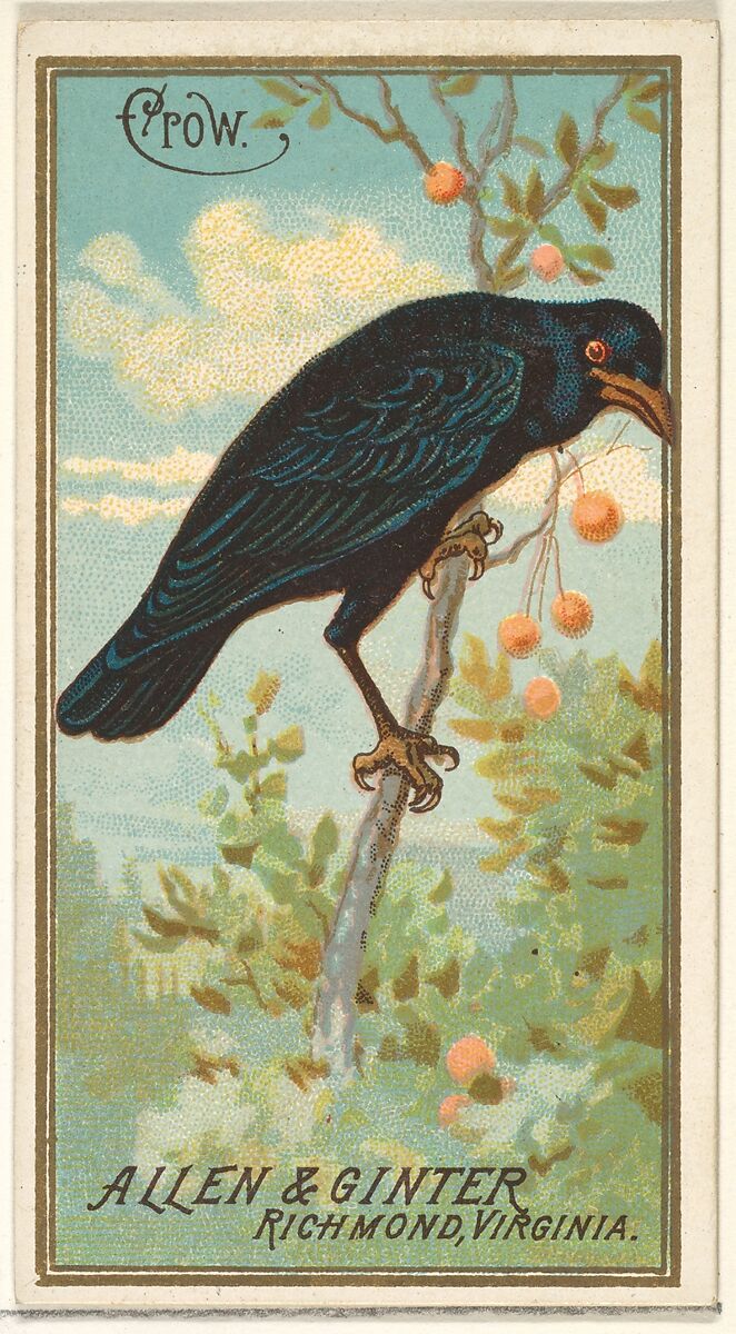 Crow, from the Birds of America series (N4) for Allen & Ginter Cigarettes Brands, Issued by Allen &amp; Ginter (American, Richmond, Virginia), Commercial color lithograph 