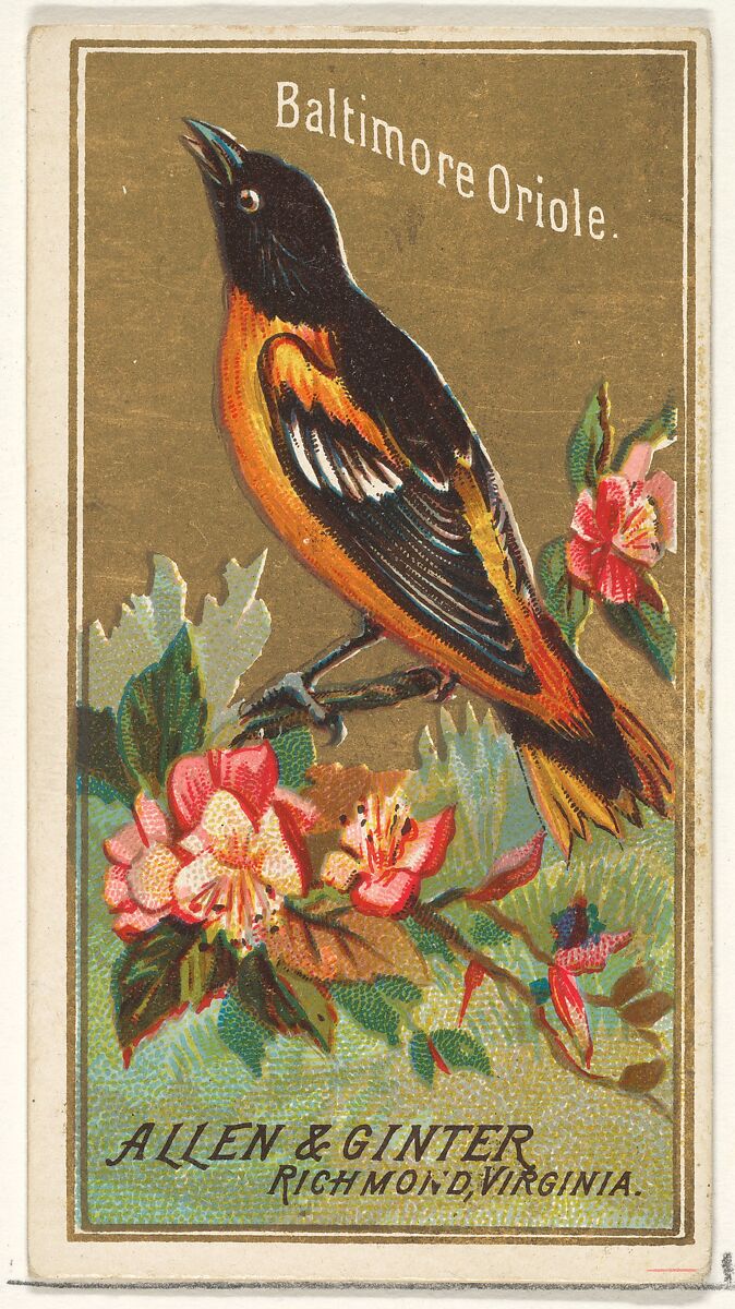 Baltimore Oriole, from the Birds of America series (N4) for Allen & Ginter Cigarettes Brands, Issued by Allen &amp; Ginter (American, Richmond, Virginia), Commercial color lithograph 