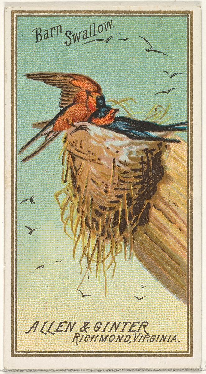 Barn Swallow, from the Birds of America series (N4) for Allen & Ginter Cigarettes Brands, Issued by Allen &amp; Ginter (American, Richmond, Virginia), Commercial color lithograph 
