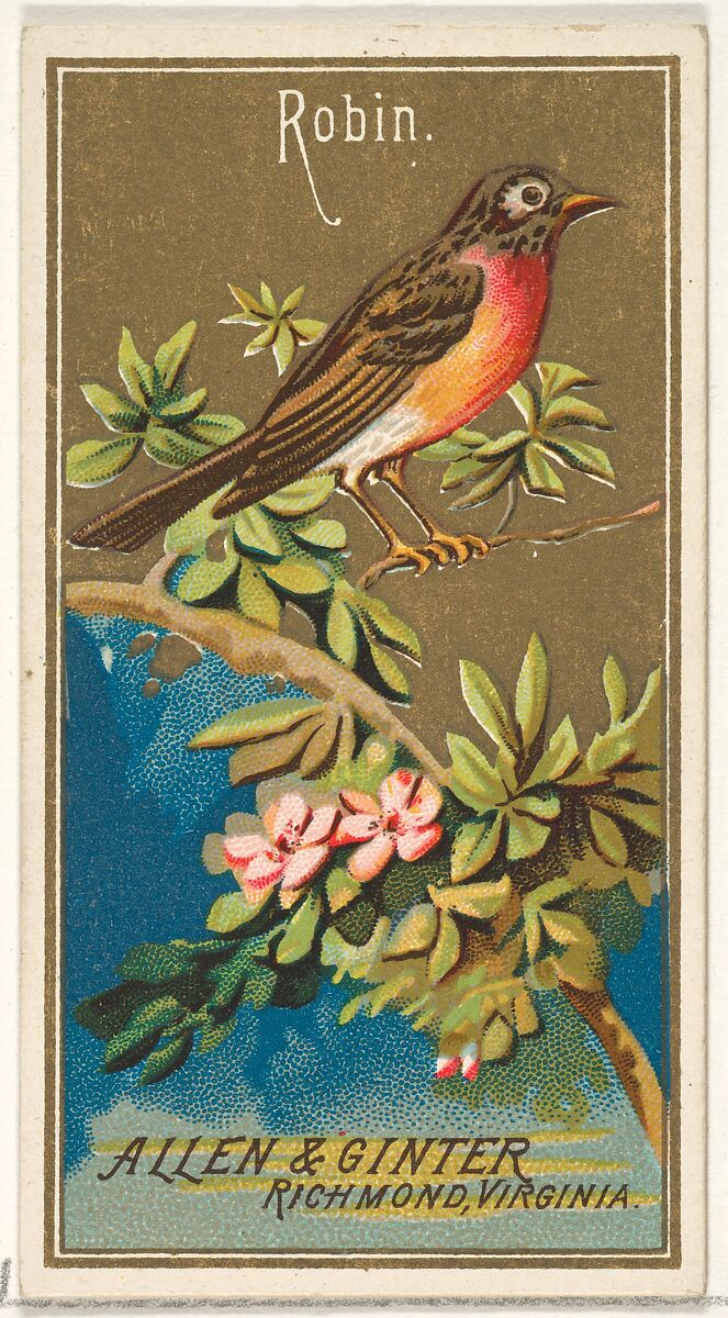 Robin, from the Birds of America series (N4) for Allen & Ginter Cigarettes Brands, Issued by Allen &amp; Ginter (American, Richmond, Virginia), Commercial color lithograph 