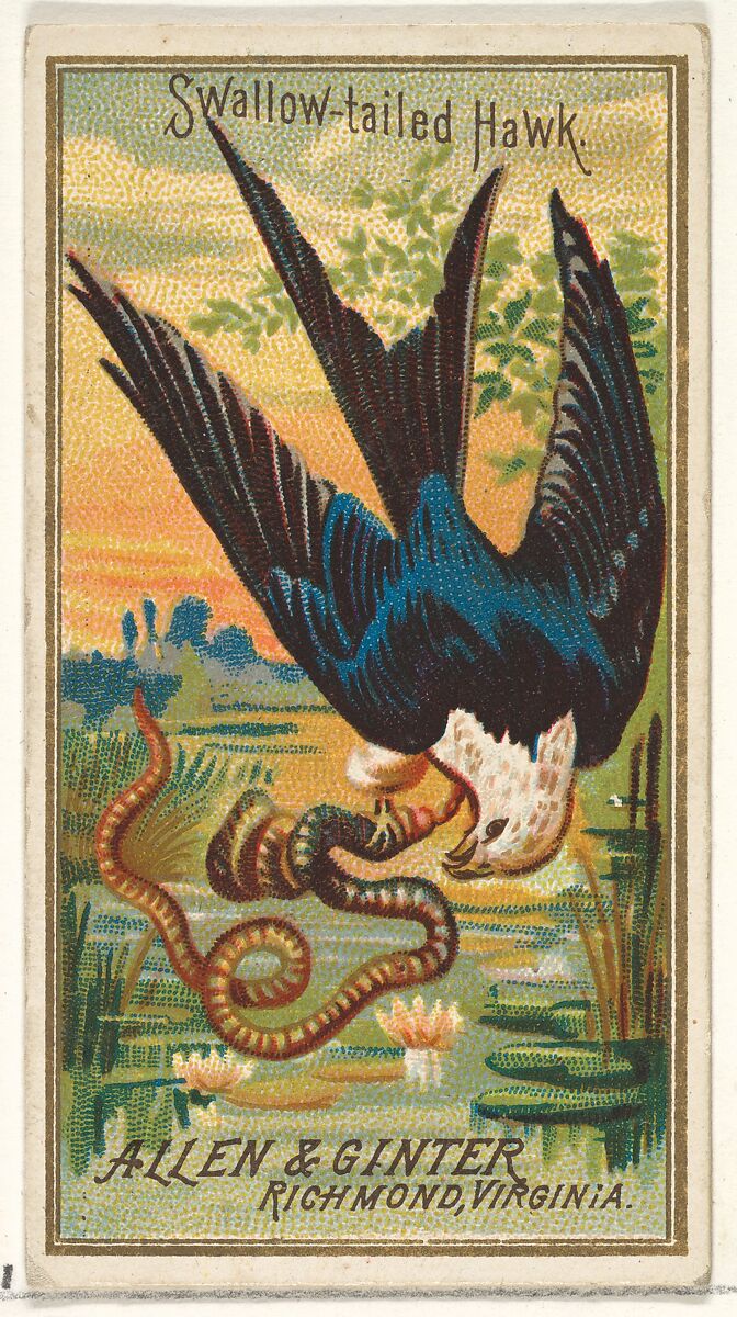 Swallow-tailed Hawk, from the Birds of America series (N4) for Allen & Ginter Cigarettes Brands, Issued by Allen &amp; Ginter (American, Richmond, Virginia), Commercial color lithograph 