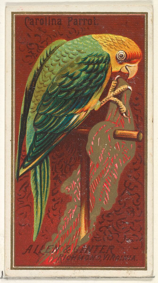 Carolina Parrot, from the Birds of America series (N4) for Allen & Ginter Cigarettes Brands, Issued by Allen &amp; Ginter (American, Richmond, Virginia), Commercial color lithograph 