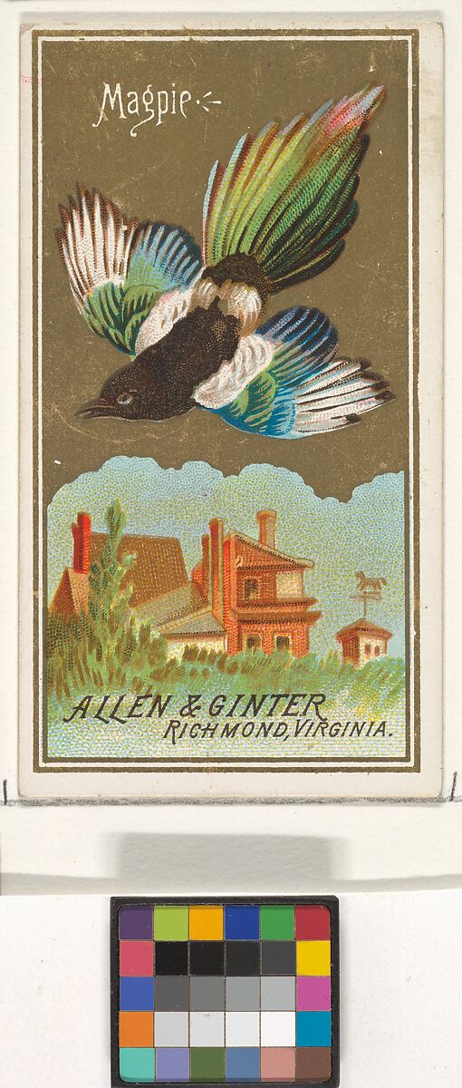 Magpie, from the Birds of America series (N4) for Allen & Ginter Cigarettes Brands, Issued by Allen &amp; Ginter (American, Richmond, Virginia), Commercial color lithograph 