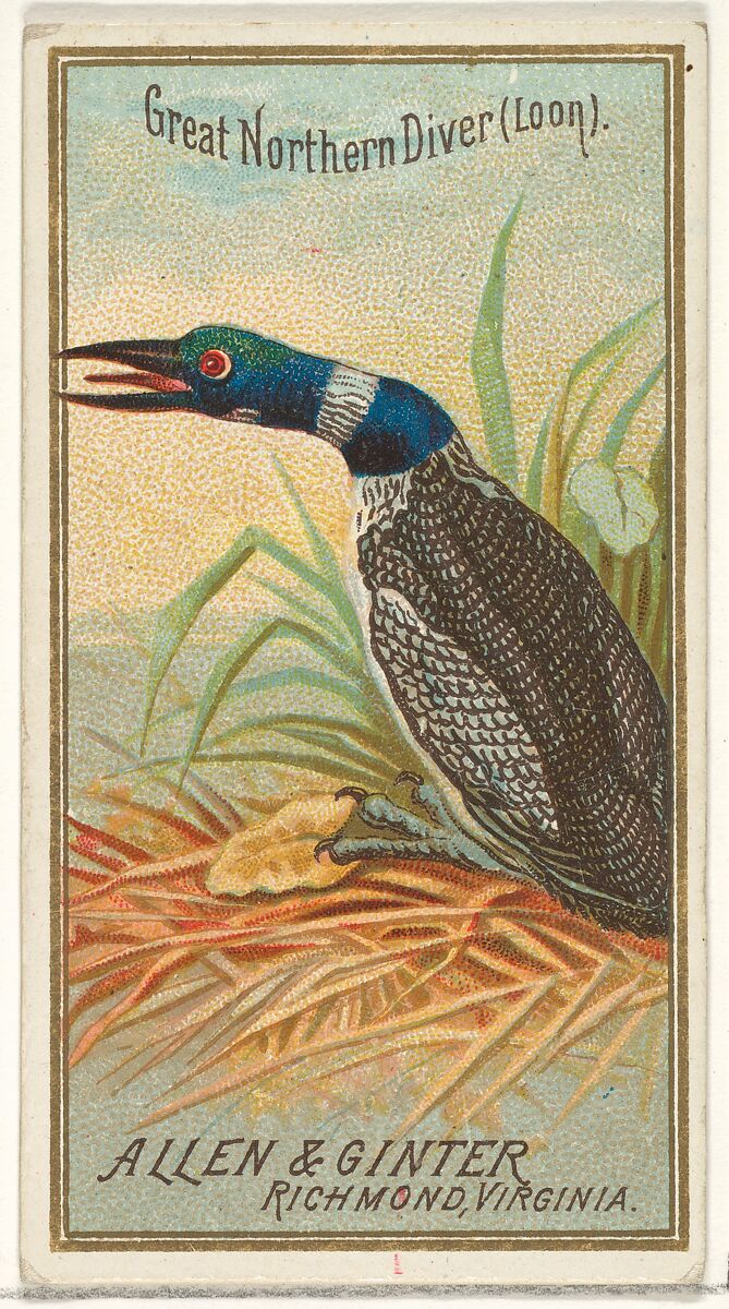 Great Northern Diver (Loon), from the Birds of America series (N4) for Allen & Ginter Cigarettes Brands, Issued by Allen &amp; Ginter (American, Richmond, Virginia), Commercial color lithograph 