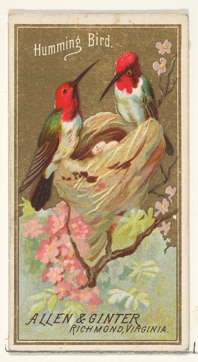 Hummingbird, from the Birds of America series (N4) for Allen & Ginter Cigarettes Brands, Issued by Allen &amp; Ginter (American, Richmond, Virginia), Commercial color lithograph 