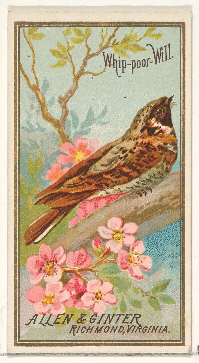 Whip-poor-Will, from the Birds of America series (N4) for Allen & Ginter Cigarettes Brands, Issued by Allen &amp; Ginter (American, Richmond, Virginia), Commercial color lithograph 