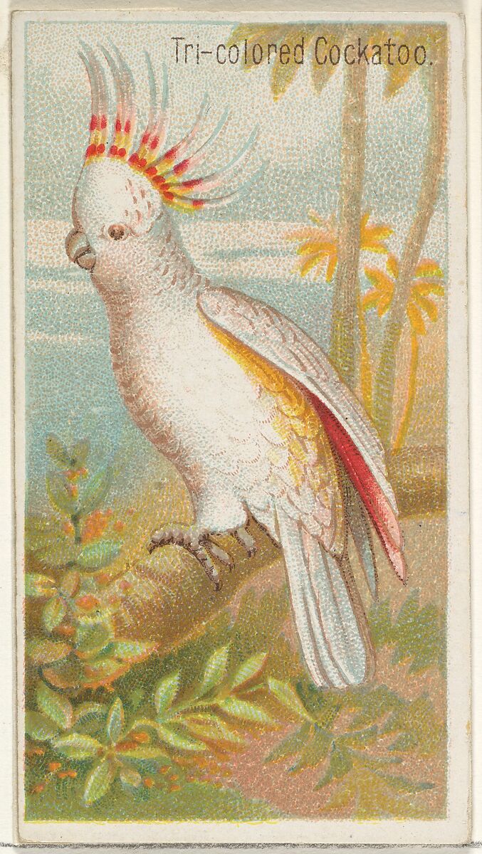 Tri-colored Cockatoo, from the Birds of the Tropics series (N5) for Allen & Ginter Cigarettes Brands, Issued by Allen &amp; Ginter (American, Richmond, Virginia), Commercial color lithograph 