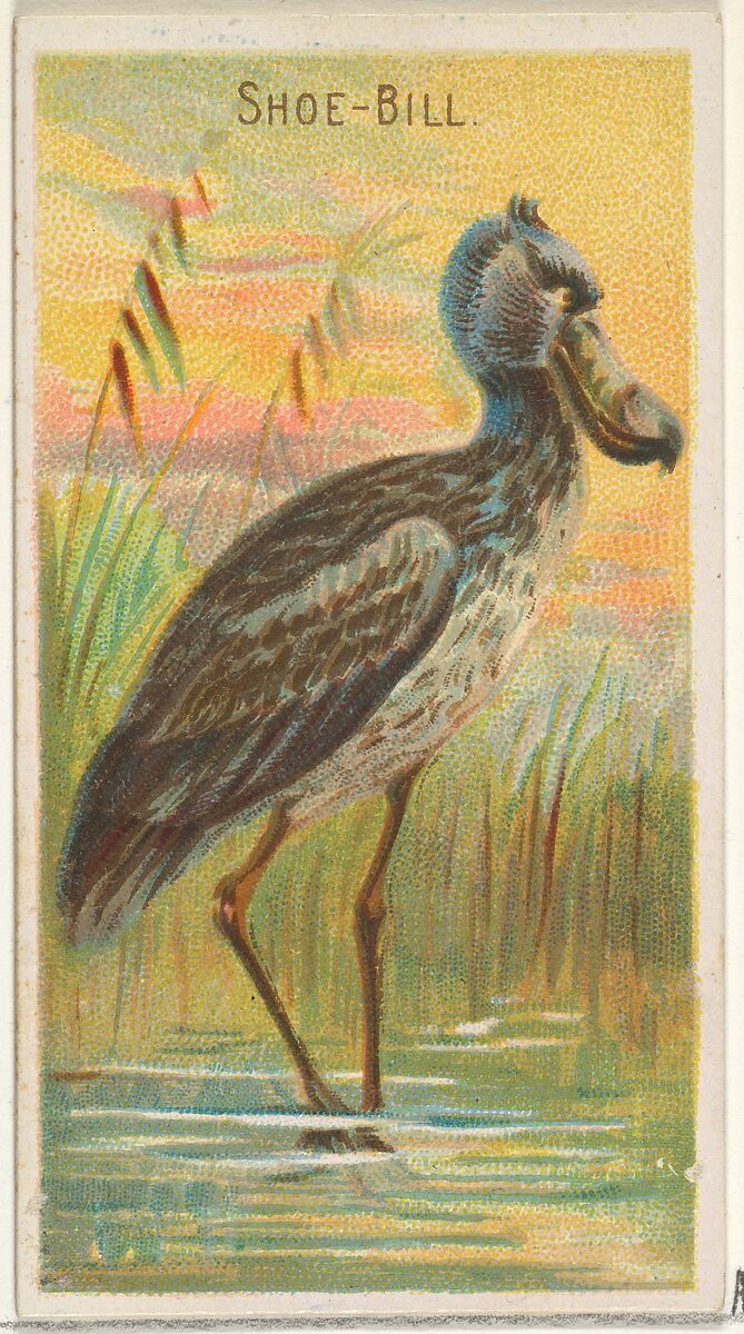 Shoe-Bill, from the Birds of the Tropics series (N5) for Allen & Ginter Cigarettes Brands, Issued by Allen &amp; Ginter (American, Richmond, Virginia), Commercial color lithograph 