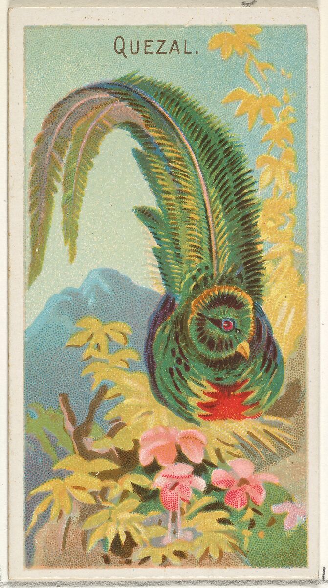 Quetzal, from the Birds of the Tropics series (N5) for Allen & Ginter Cigarettes Brands, Issued by Allen &amp; Ginter (American, Richmond, Virginia), Commercial color lithograph 
