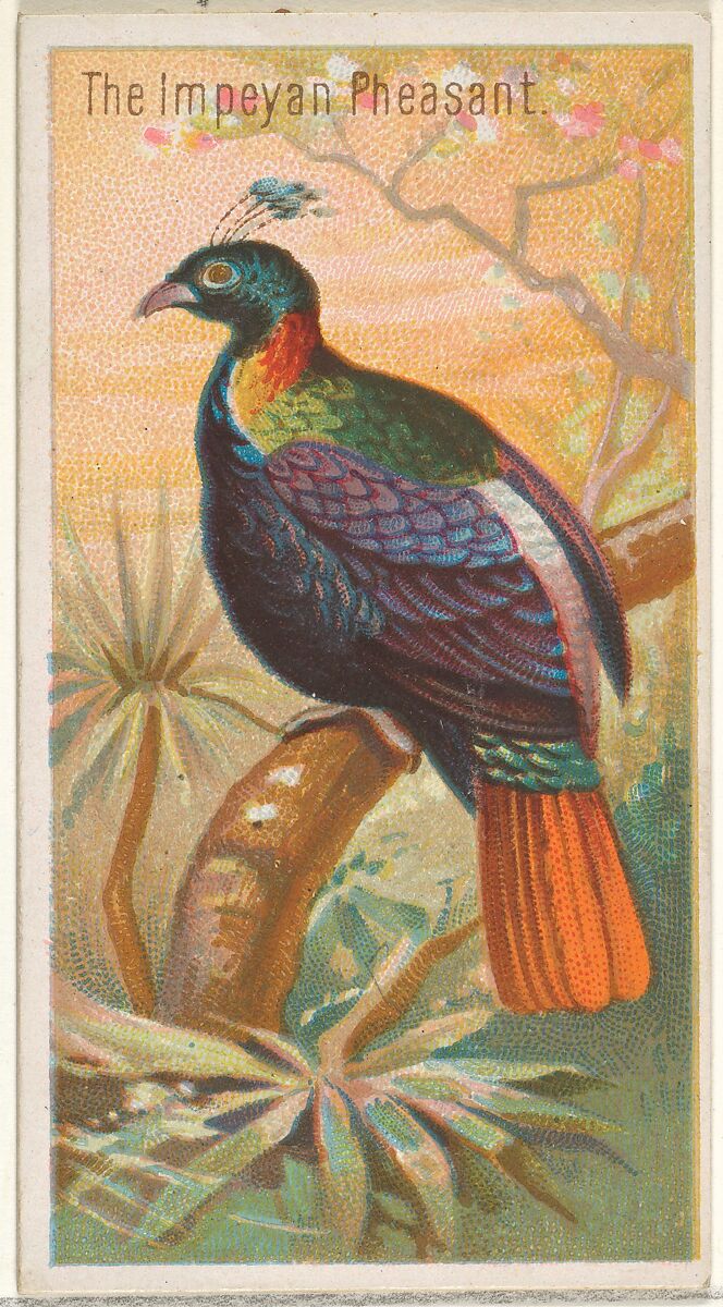 The Impeyan Pheasant, from the Birds of the Tropics series (N5) for Allen & Ginter Cigarettes Brands, Issued by Allen &amp; Ginter (American, Richmond, Virginia), Commercial color lithograph 
