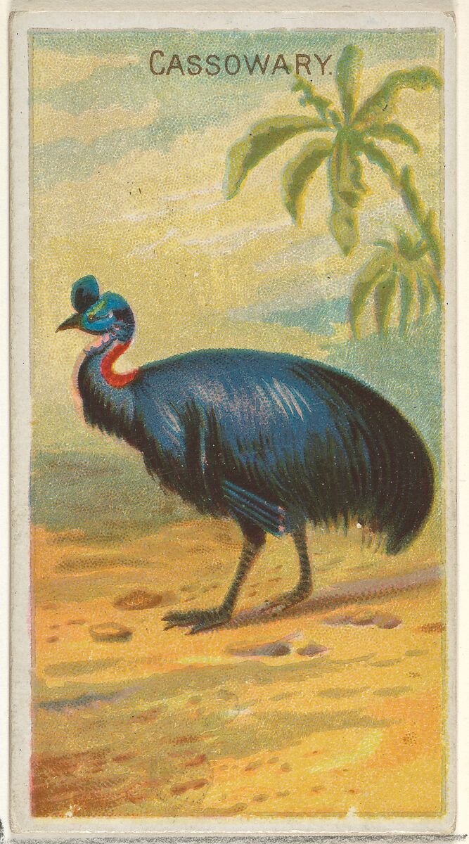 Cassowary, from the Birds of the Tropics series (N5) for Allen & Ginter Cigarettes Brands, Issued by Allen &amp; Ginter (American, Richmond, Virginia), Commercial color lithograph 
