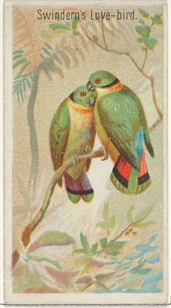 Swindern's Love-Bird, from the Birds of the Tropics series (N5) for Allen & Ginter Cigarettes Brands, Issued by Allen &amp; Ginter (American, Richmond, Virginia), Commercial color lithograph 