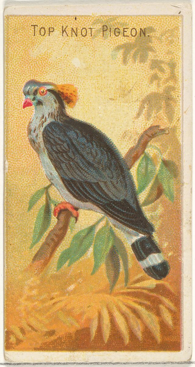 Top Knot Pigeon, from the Birds of the Tropics series (N5) for Allen & Ginter Cigarettes Brands, Issued by Allen &amp; Ginter (American, Richmond, Virginia), Commercial color lithograph 