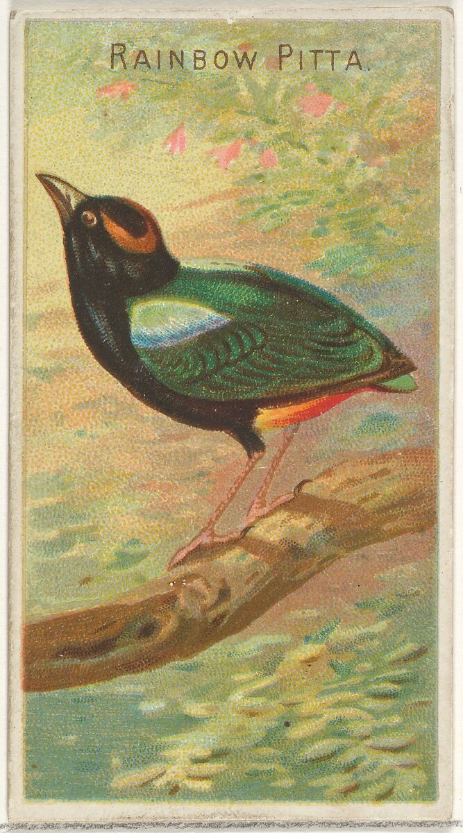 Rainbow Pitta, from the Birds of the Tropics series (N5) for Allen & Ginter Cigarettes Brands, Issued by Allen &amp; Ginter (American, Richmond, Virginia), Commercial color lithograph 