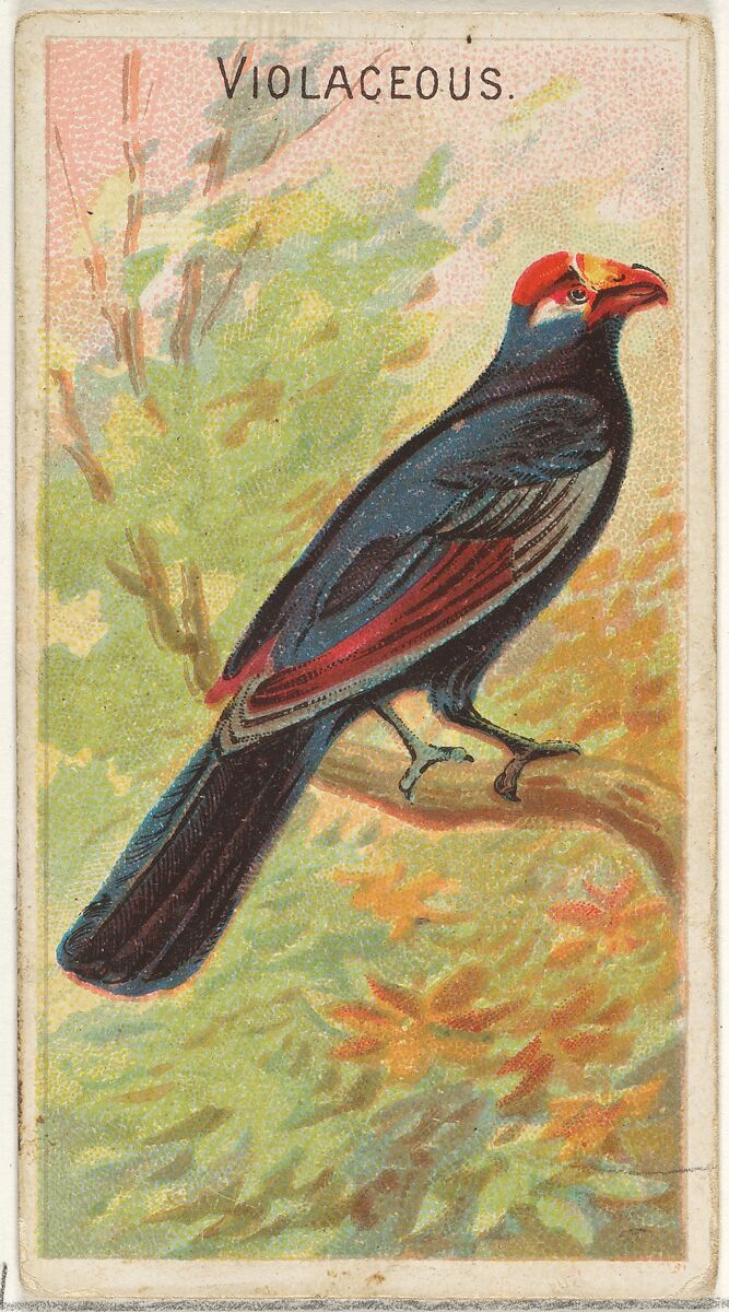 Violaceous, from the Birds of the Tropics series (N5) for Allen & Ginter Cigarettes Brands, Issued by Allen &amp; Ginter (American, Richmond, Virginia), Commercial color lithograph 