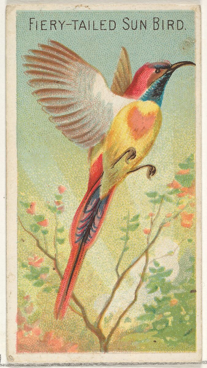 Fiery-Tailed Sun Bird, from the Birds of the Tropics series (N5) for Allen & Ginter Cigarettes Brands, Issued by Allen &amp; Ginter (American, Richmond, Virginia), Commercial color lithograph 