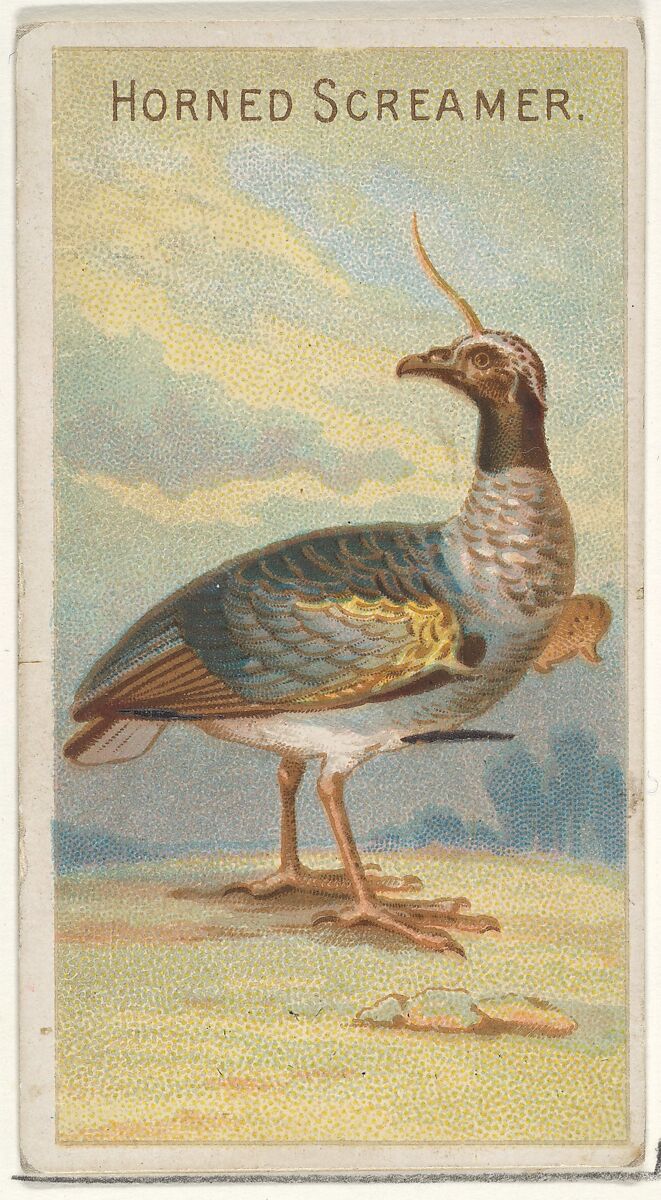 Horned Screamer, from the Birds of the Tropics series (N5) for Allen & Ginter Cigarettes Brands, Issued by Allen &amp; Ginter (American, Richmond, Virginia), Commercial color lithograph 