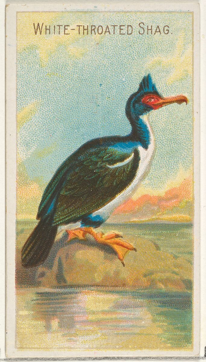 White-Throated Shag, from the Birds of the Tropics series (N5) for Allen & Ginter Cigarettes Brands, Issued by Allen &amp; Ginter (American, Richmond, Virginia), Commercial color lithograph 