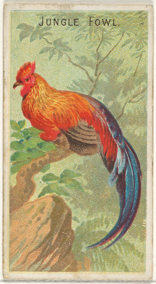 Jungle Fowl, from the Birds of the Tropics series (N5) for Allen & Ginter Cigarettes Brands, Issued by Allen &amp; Ginter (American, Richmond, Virginia), Commercial color lithograph 