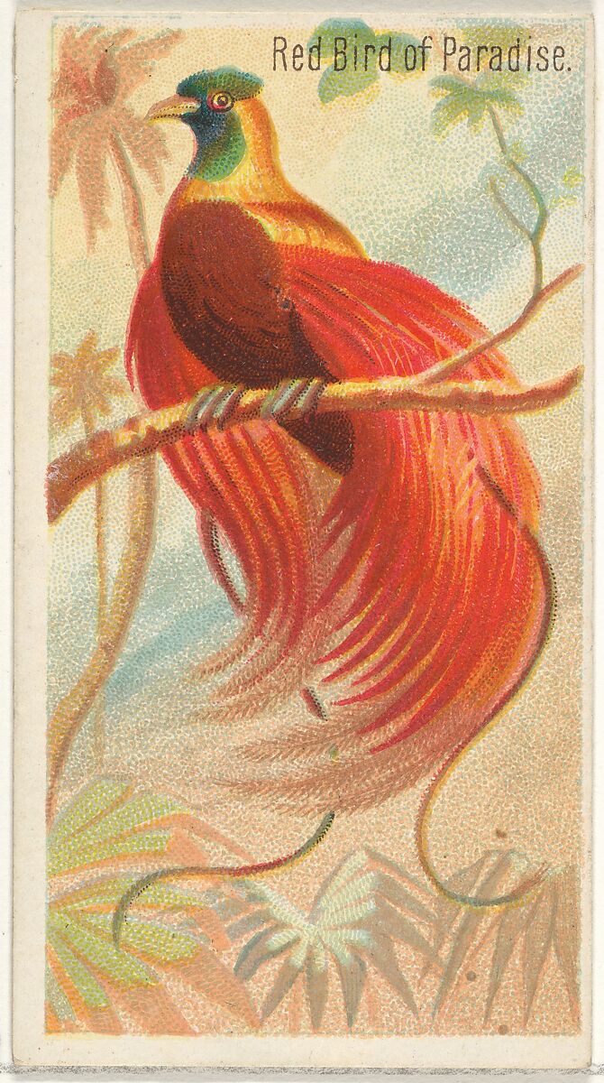 Red Bird of Paradise, from the Birds of the Tropics series (N5) for Allen & Ginter Cigarettes Brands, Issued by Allen &amp; Ginter (American, Richmond, Virginia), Commercial color lithograph 