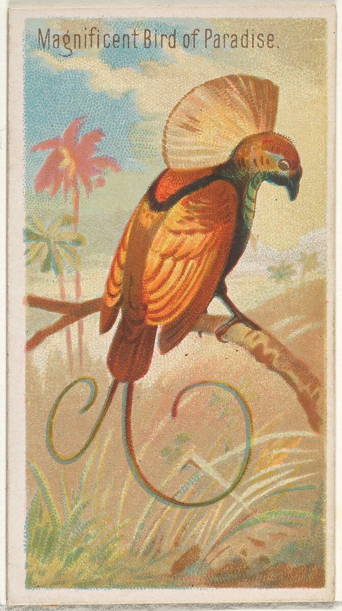 Magnificent Bird of Paradise, from the Birds of the Tropics series (N5) for Allen & Ginter Cigarettes Brands, Issued by Allen &amp; Ginter (American, Richmond, Virginia), Commercial color lithograph 