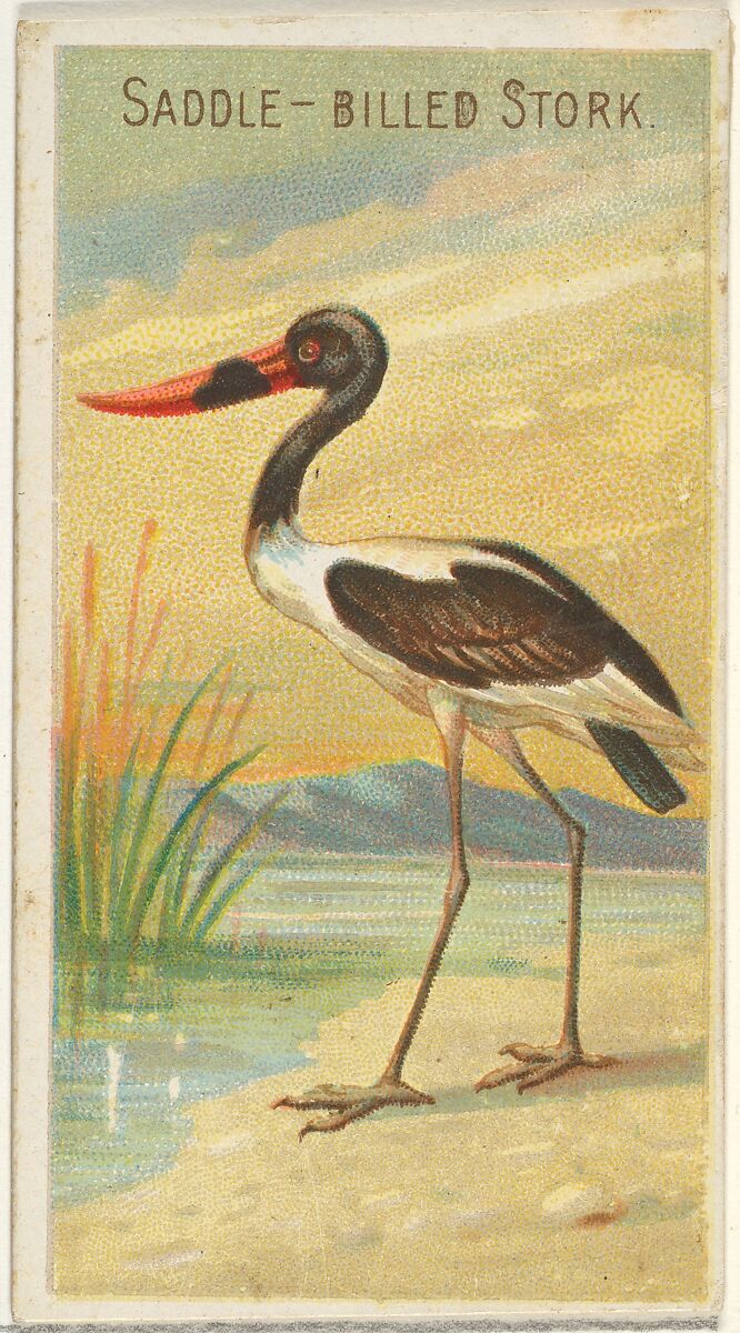 Saddle-Billed Stork, from the Birds of the Tropics series (N5) for Allen & Ginter Cigarettes Brands, Issued by Allen &amp; Ginter (American, Richmond, Virginia), Commercial color lithograph 