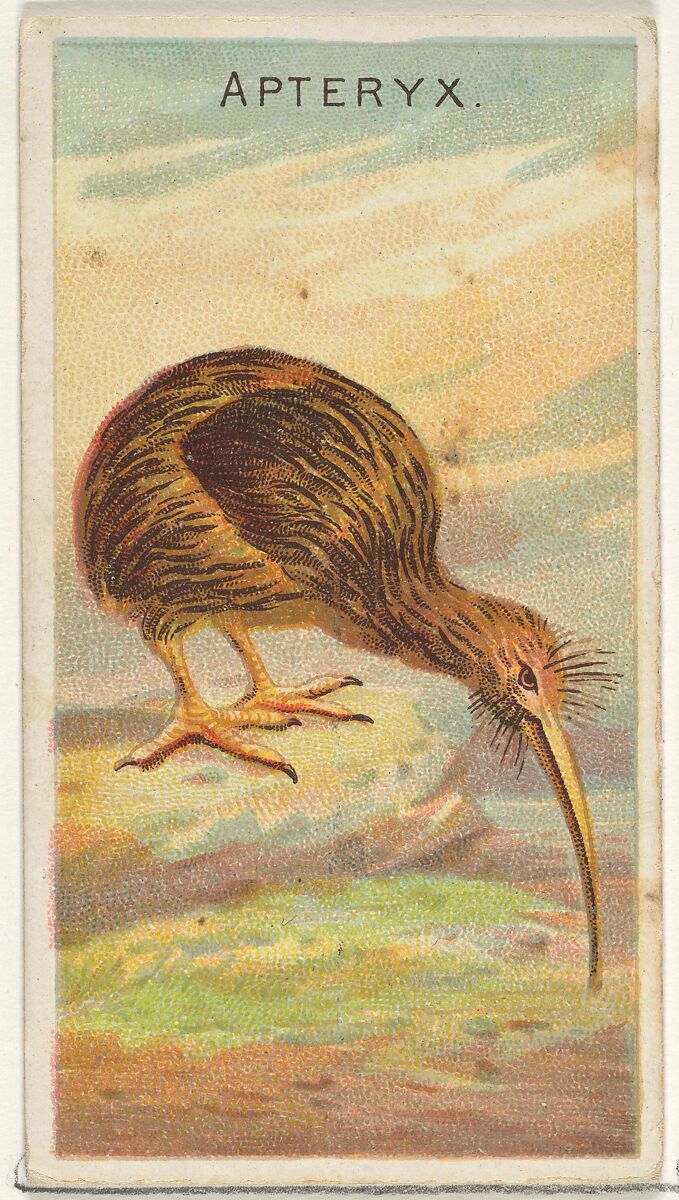 Apteryx, from the Birds of the Tropics series (N5) for Allen & Ginter Cigarettes Brands, Issued by Allen &amp; Ginter (American, Richmond, Virginia), Commercial color lithograph 