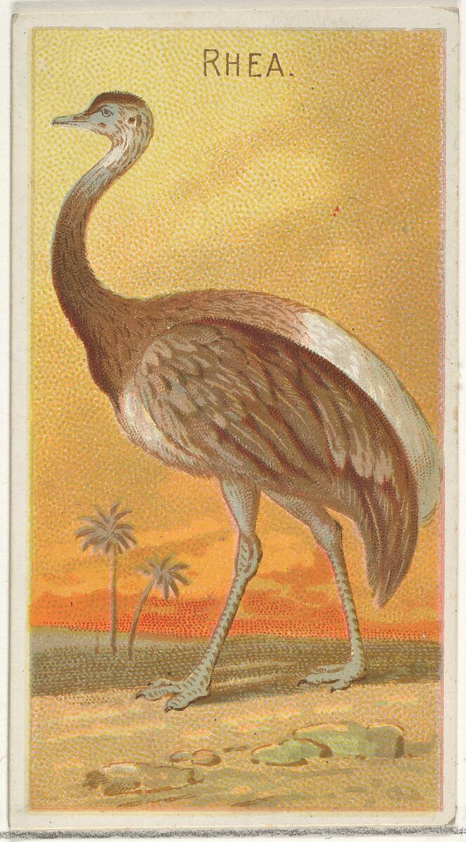 Rhea, from the Birds of the Tropics series (N5) for Allen & Ginter Cigarettes Brands, Issued by Allen &amp; Ginter (American, Richmond, Virginia), Commercial color lithograph 