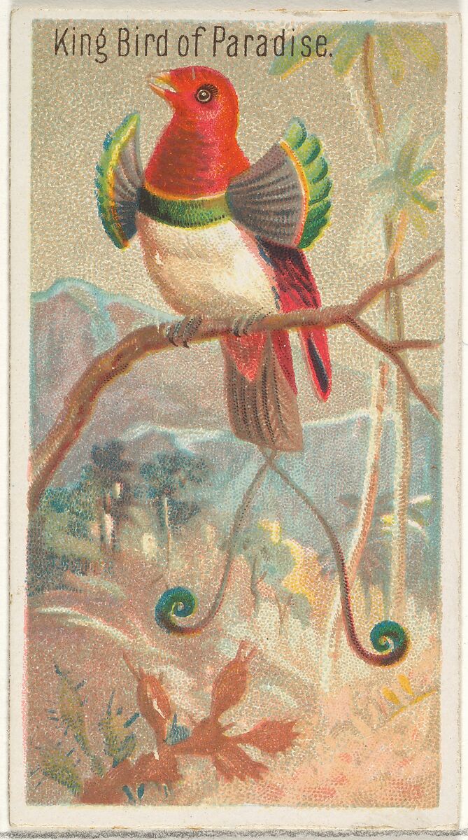 King Bird of Paradise, from the Birds of the Tropics series (N5) for Allen & Ginter Cigarettes Brands, Issued by Allen &amp; Ginter (American, Richmond, Virginia), Commercial color lithograph 