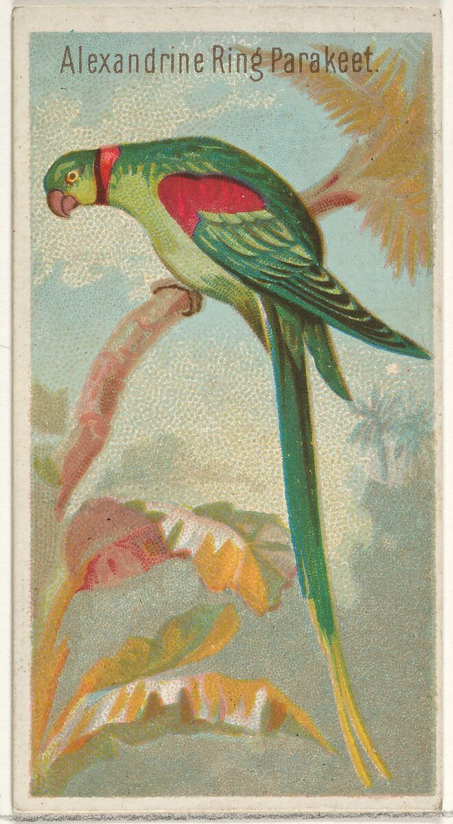 Alexandrine Ring Parakeet, from the Birds of the Tropics series (N5) for Allen & Ginter Cigarettes Brands, Issued by Allen &amp; Ginter (American, Richmond, Virginia), Commercial color lithograph 