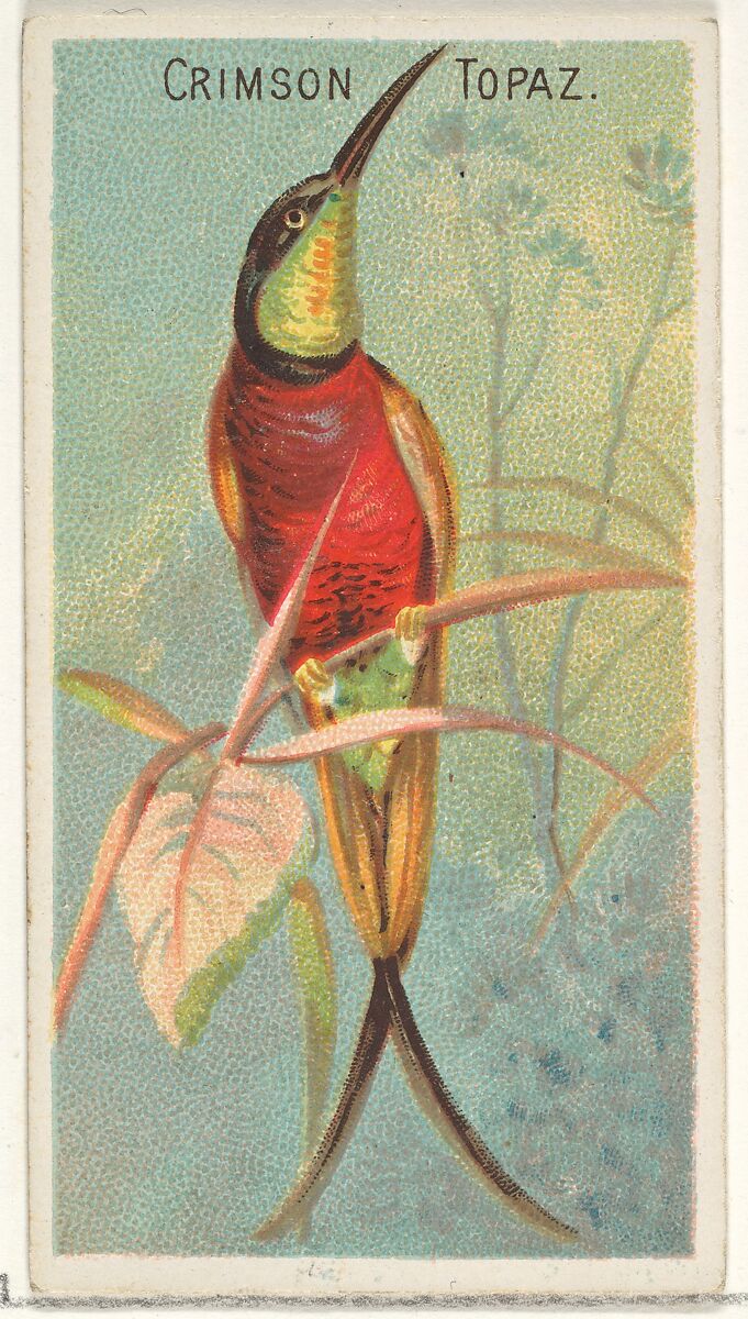 Crimson Topaz, from the Birds of the Tropics series (N5) for Allen & Ginter Cigarettes Brands, Issued by Allen &amp; Ginter (American, Richmond, Virginia), Commercial color lithograph 