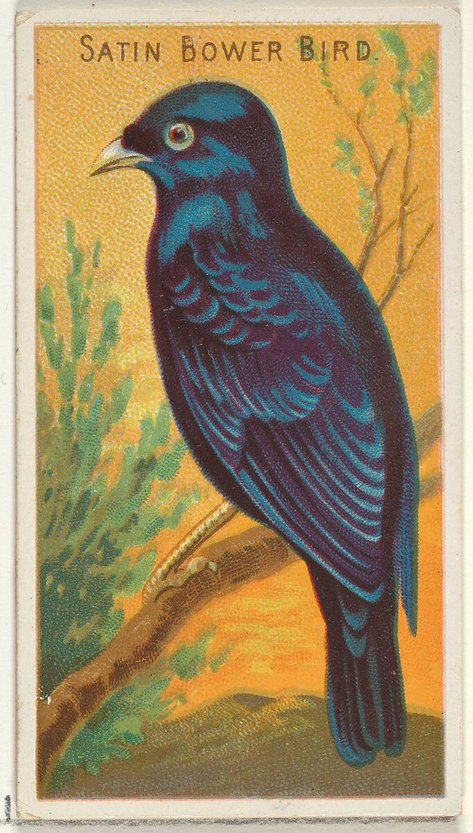 Satin Bower Bird, from the Birds of the Tropics series (N5) for Allen & Ginter Cigarettes Brands, Issued by Allen &amp; Ginter (American, Richmond, Virginia), Commercial color lithograph 