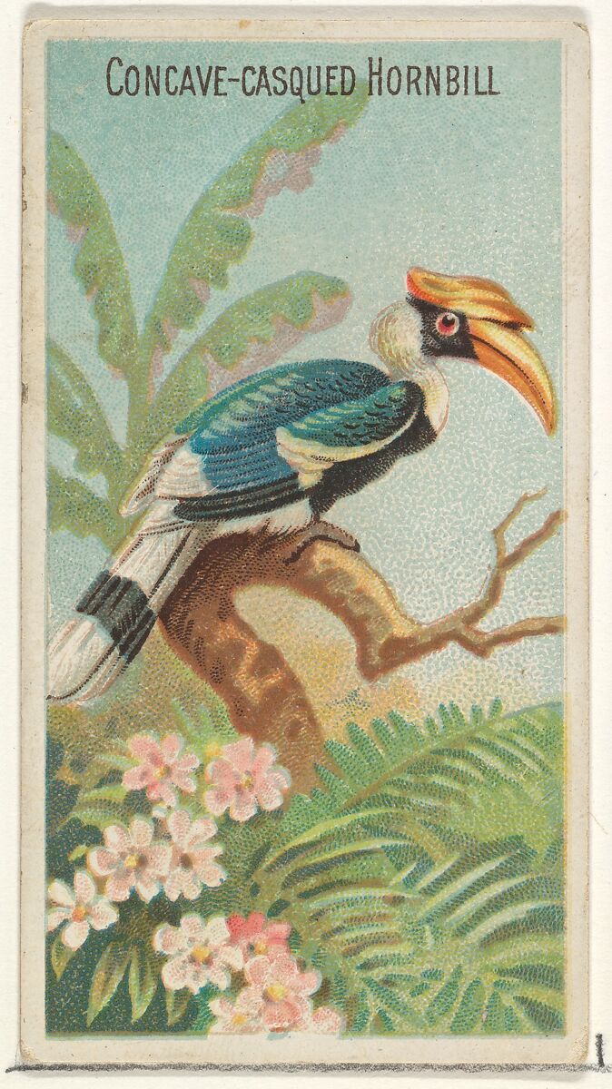 Concave-Casqued Hornbill, from the Birds of the Tropics series (N5) for Allen & Ginter Cigarettes Brands, Issued by Allen &amp; Ginter (American, Richmond, Virginia), Commercial color lithograph 