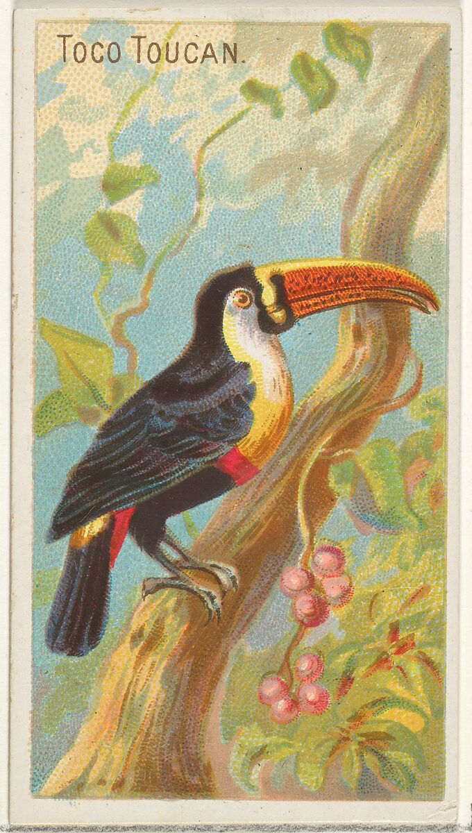 Toco Toucan, from the Birds of the Tropics series (N5) for Allen & Ginter Cigarettes Brands, Issued by Allen &amp; Ginter (American, Richmond, Virginia), Commercial color lithograph 