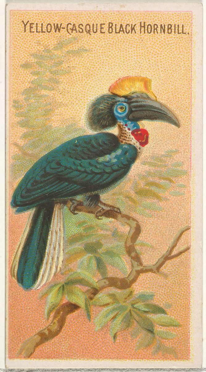 Yellow-Casque Black Hornbill, from the Birds of the Tropics series (N5) for Allen & Ginter Cigarettes Brands, Issued by Allen &amp; Ginter (American, Richmond, Virginia), Commercial color lithograph 