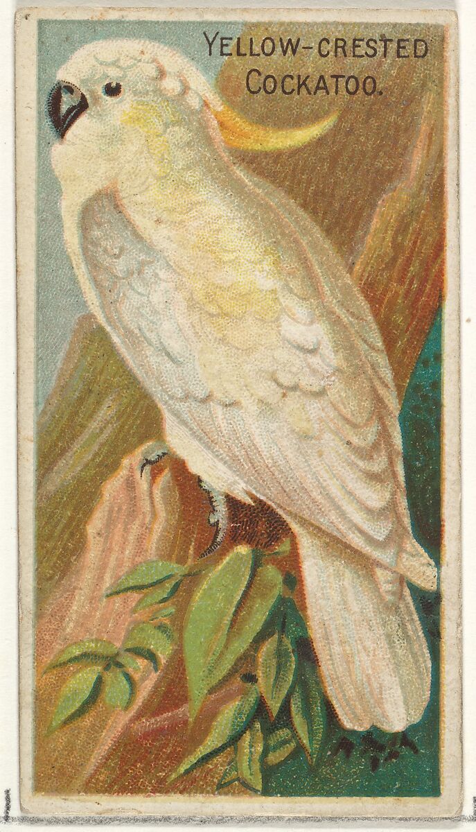 Yellow-Crested Cockatoo, from the Birds of the Tropics series (N5) for Allen & Ginter Cigarettes Brands, Issued by Allen &amp; Ginter (American, Richmond, Virginia), Commercial color lithograph 
