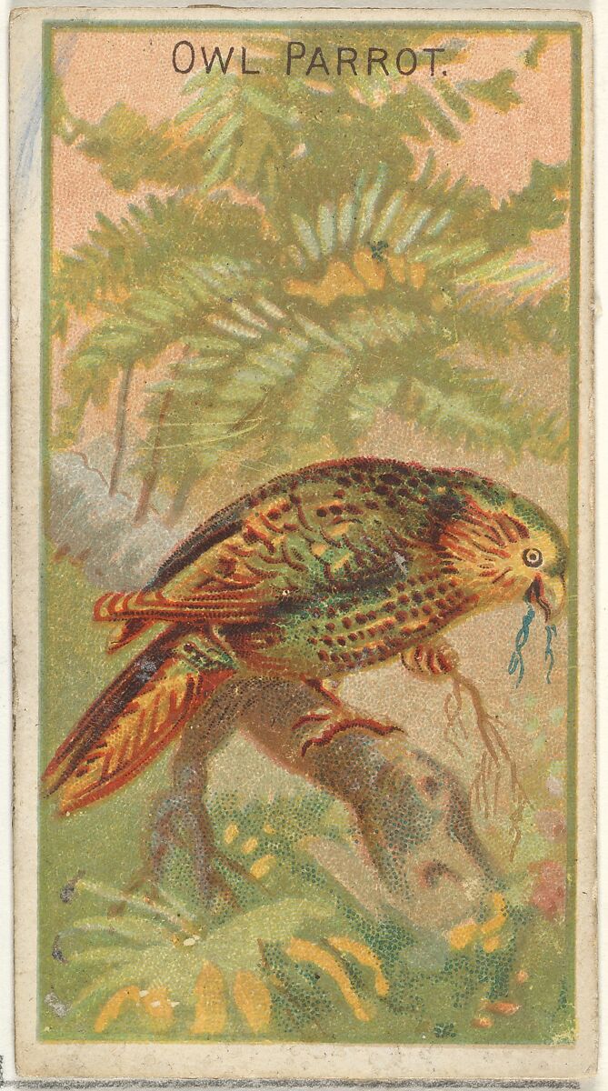 Owl Parrot, from the Birds of the Tropics series (N5) for Allen & Ginter Cigarettes Brands, Issued by Allen &amp; Ginter (American, Richmond, Virginia), Commercial color lithograph 
