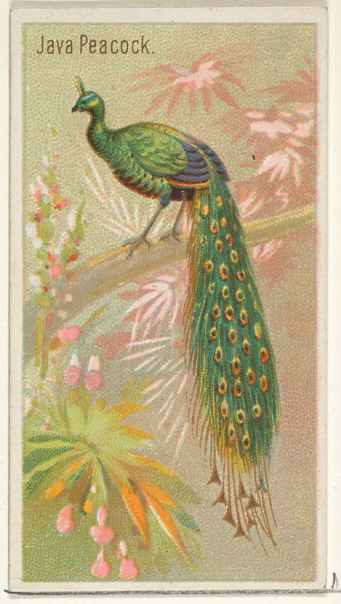 Java Peacock, from the Birds of the Tropics series (N5) for Allen & Ginter Cigarettes Brands, Issued by Allen &amp; Ginter (American, Richmond, Virginia), Commercial color lithograph 